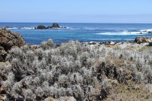 Isla Damas im Naturschutzgebiet Pingüino de Humboldt, Chile