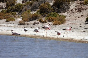 Flamingos, Vado Rio Putana, Atacamawüste, Chile