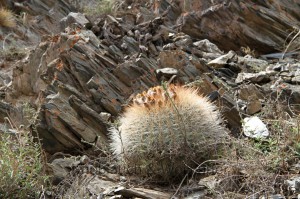 Kaktus cabeza de viejo/Oreocereus celsianus